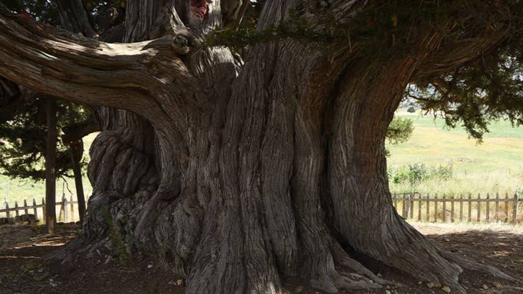 Konya'da asırlara kafa tutuyor: Dünyanın en yaşlı ikincisi 5